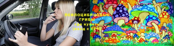 крисы Баксан